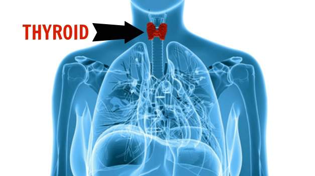 Thyroid Gland