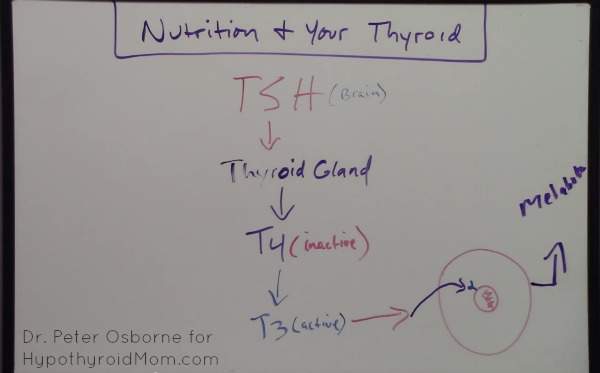10 Nutrient Deficiencies Every Thyroid Patient Should Have Checked