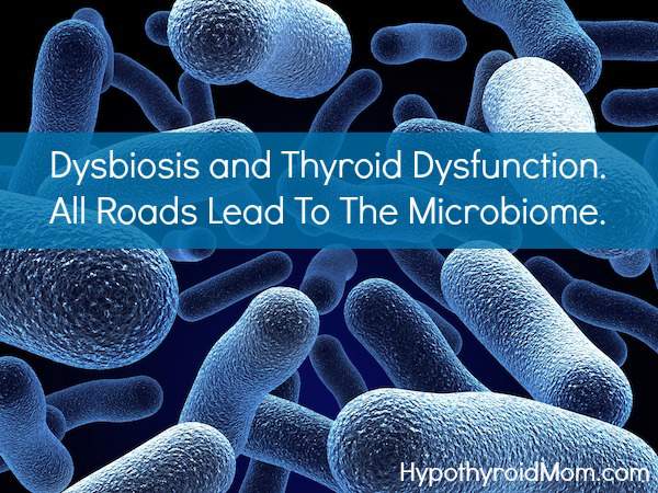 Dysbiosis and Thyroid Dysfunction. All Roads Lead to the Microbriome.