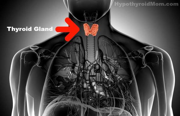 Male Thyroid Gland X-Ray