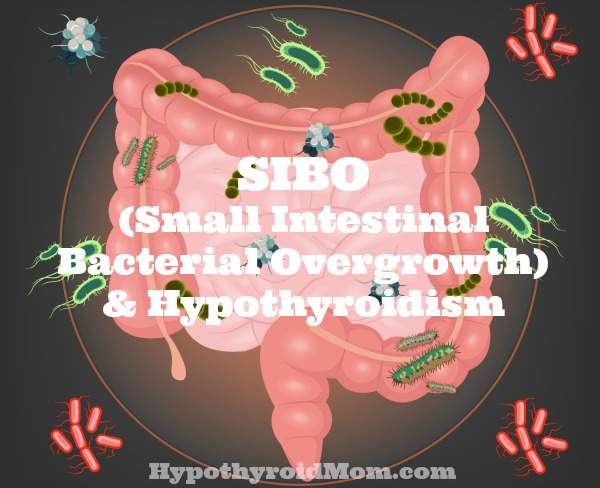 Sibo Small Intestinal Bacterial Overgrowth And Hypothyroidism Hypothyroid Mom