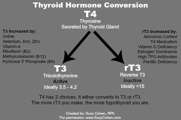 How long after taking synthroid can i take vitamin d Which Is Better Synthroid Or Armour Thyroid Medication Hypothyroid Mom