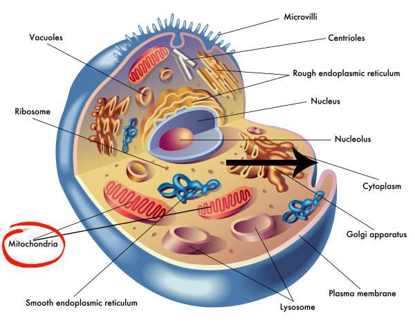 Are you tired? It could be your mitochondria.