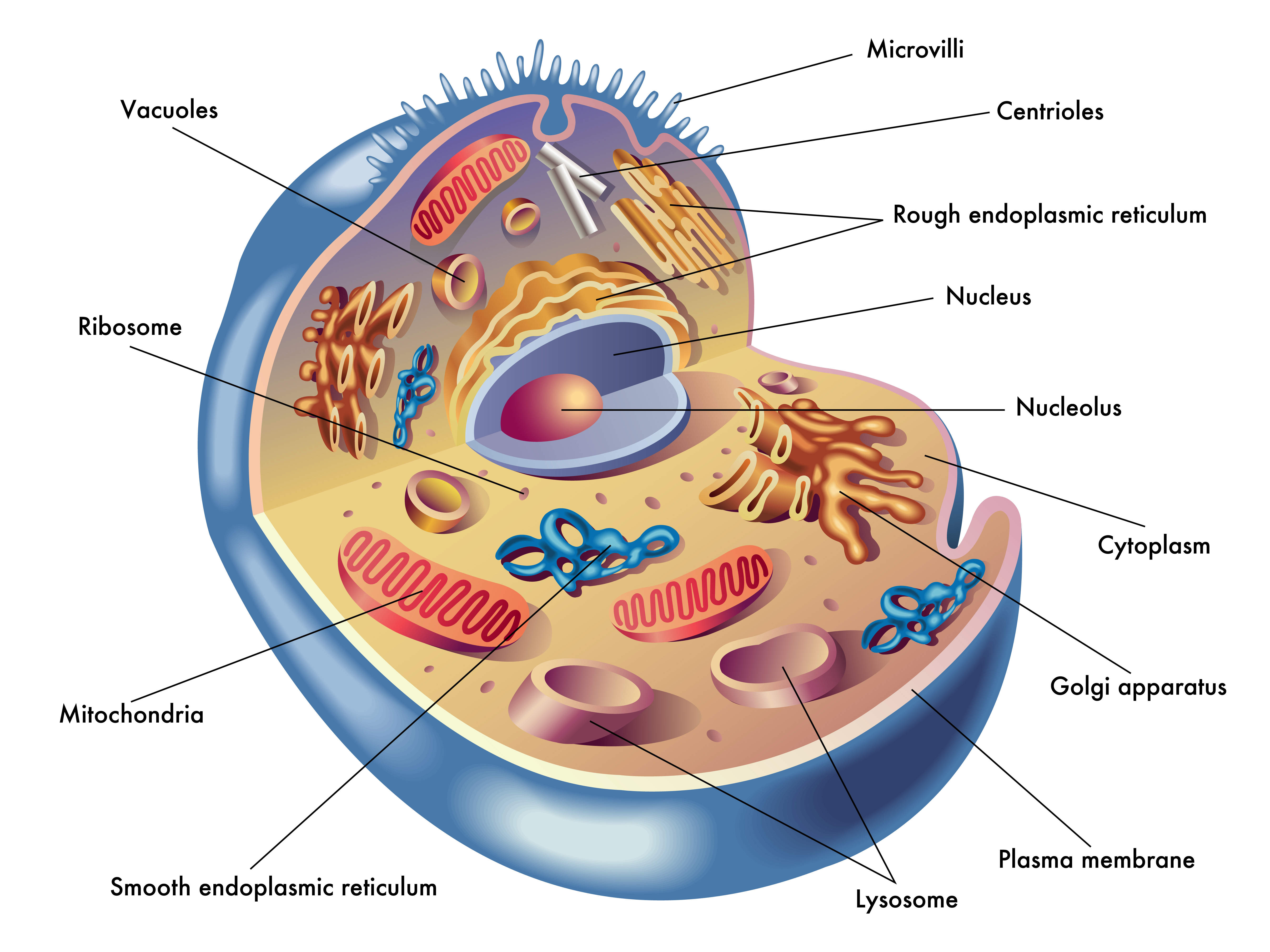 Why Don't I Have Any Energy? All about your mitochondria