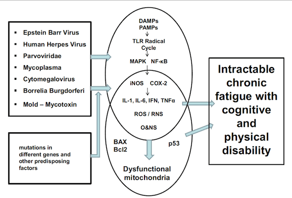 Fatigue & Infections