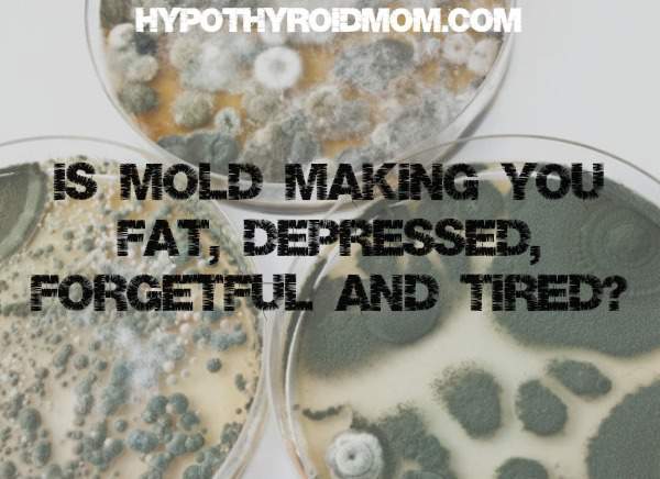 Is mold making you fat, depressed, forgetful and tired?