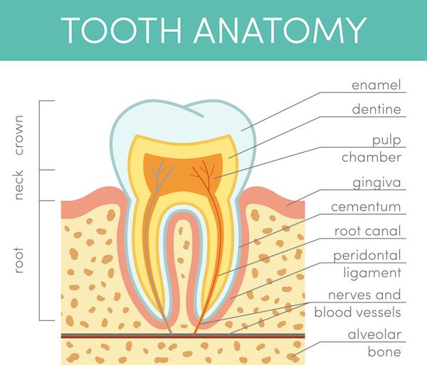 Tooth Anatomy & Thyroid