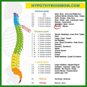 How Your Spine Is Connected To Your Organs (Including The Thyroid ...