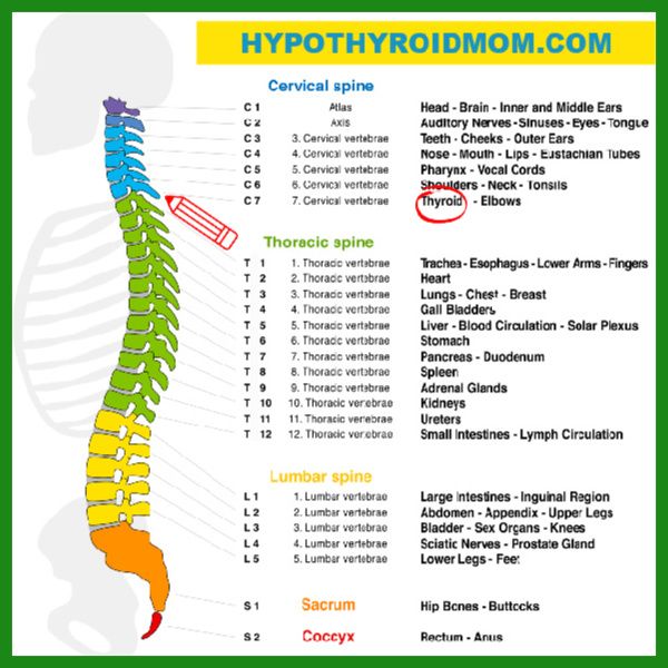 chart of spine and organ connections