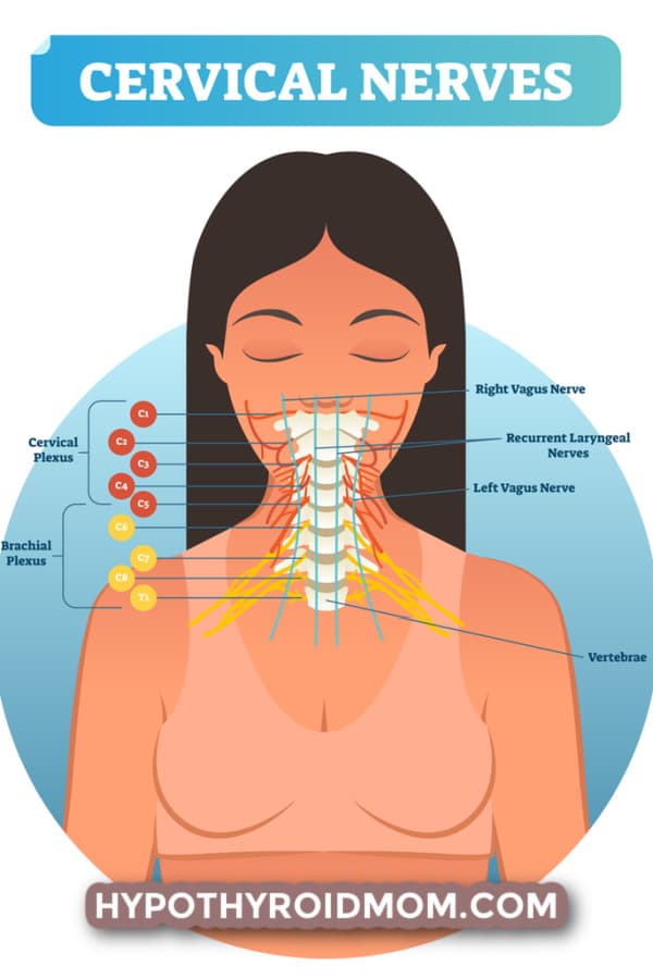 cervical nerves and thyroid dysfunction