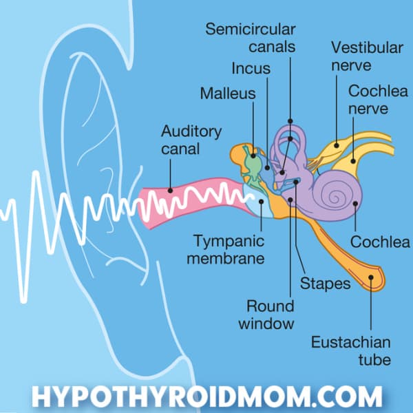 thyroid and the ear