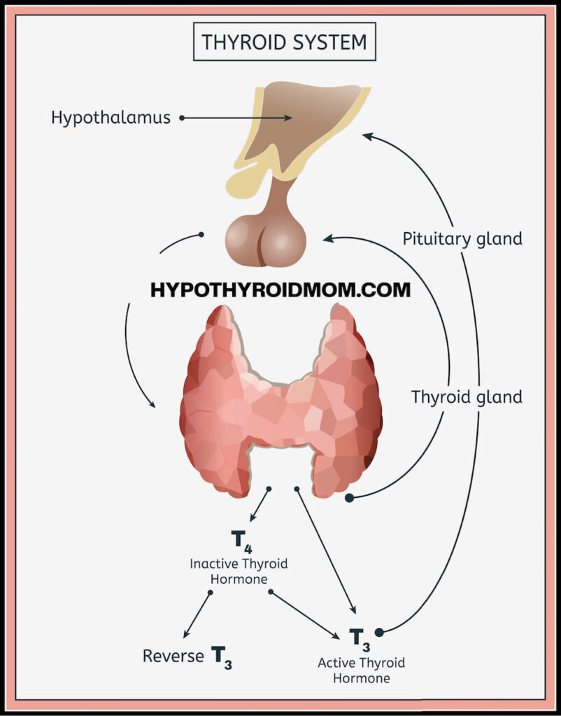 Thyroid, Hypothalamus, Pituitary System